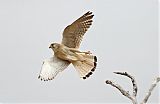 Australian Kestrel